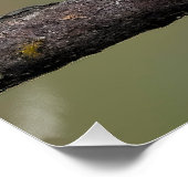 緋色のタネガーの成型品 – オリジナル写真 ポスター (コーナー)