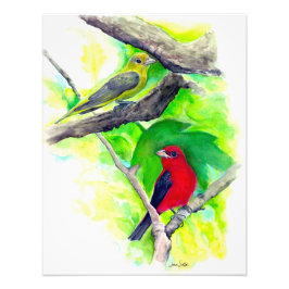 緋色のタネジャーズ鳥の水絵画色の フォトプリント           