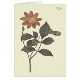緋色のダリアの植物画