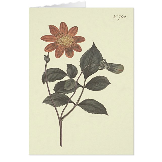 緋色のダリアの植物画 (正面)