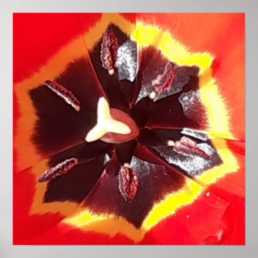 緋色のチューリップ ポスター (正面)