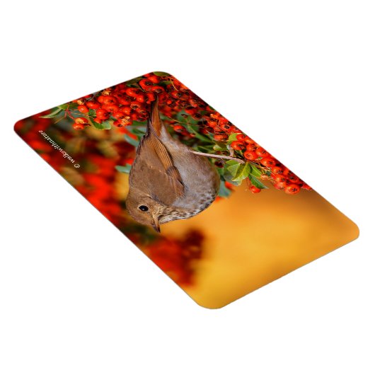 緋色のファイアソーンのヘミットツグシュのソングバード マグネット (右側)