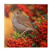 緋色のファイアソーンの上の仙人ツグミの松の鳥 タイル (正面)