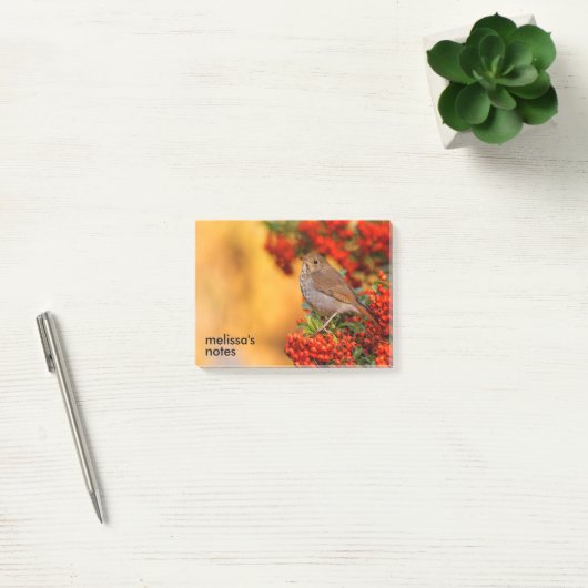 緋色のファイアソーンの上の仙人ツグミの松の鳥 ポストイット (オフィス)