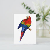 緋色のマカオ熱帯カラフル熱帯雨林鳥 ポストカード (スタンド正面)