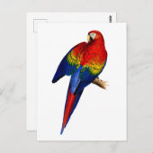 緋色のマカオ熱帯カラフル熱帯雨林鳥 ポストカード (正面/裏面)