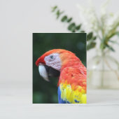 緋色のマカオ顔 ポストカード (スタンド正面)