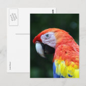 緋色のマカオ顔 ポストカード (正面/裏面)