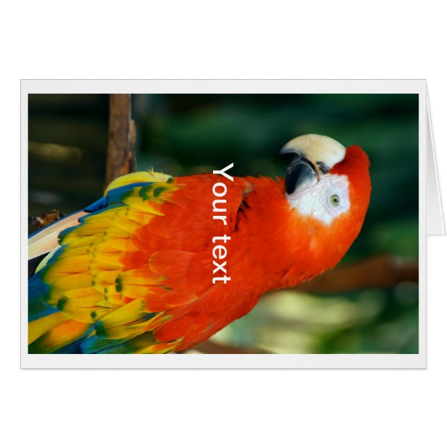 緋色のマカオ (正面横)