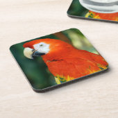 緋色のマカオ コースター (左側)