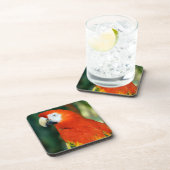 緋色のマカオ コースター (右側)