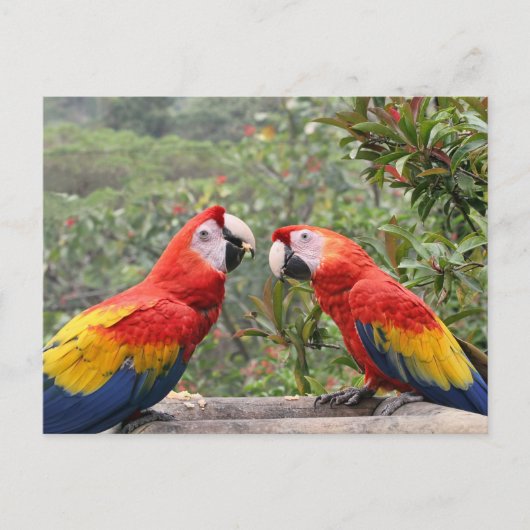 緋色のマカオ ポストカード (正面)