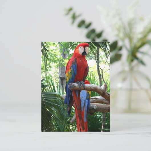 緋色のマカオ、赤いマカオのフォトグラップデザイン ポストカード (スタンド正面)