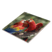 緋色のマカーズ タイル (側面)