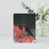 緋色の精巣器 ポストカード (スタンド正面)