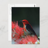 緋色の精巣器 ポストカード (正面/裏面)