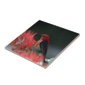 緋色の精巣鳥エキゾチック タイル (側面)