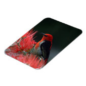 緋色の精巣鳥エキゾチック マグネット (左側)