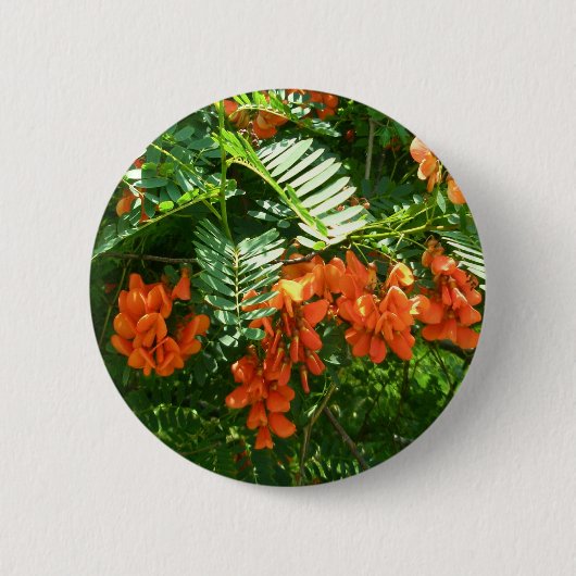 緋色の藤（セスバニアプニセア） OBXボタン 缶バッジ (正面)