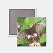緋色アゲハチョウ蝶マクロマグネット マグネット (正面/裏面)