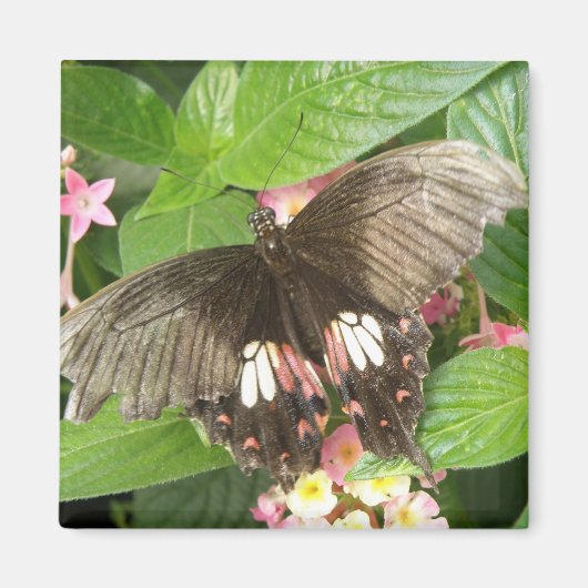 緋色アゲハチョウ蝶マクロマグネット マグネット (正面)