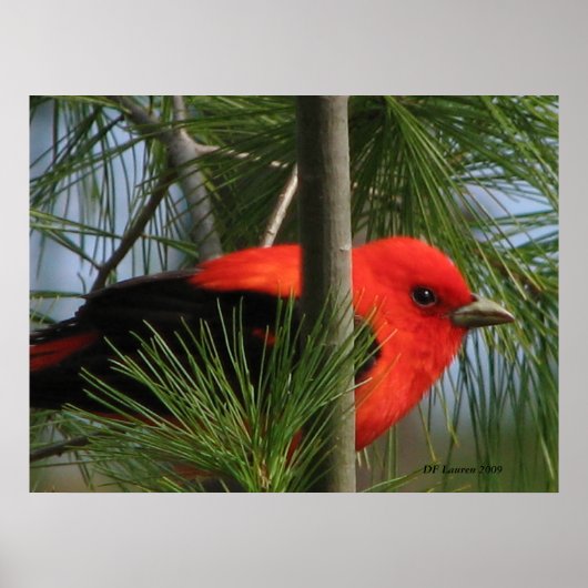 緋色オタネガー ポスター (正面)