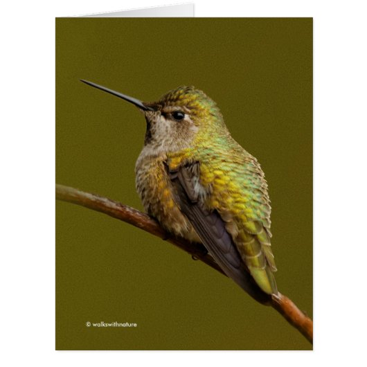 緋色トランペツネのアンナのハミングバード (正面)