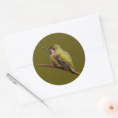 緋色トランペツネのアンナのハミングバード ラウンドシール (封筒)