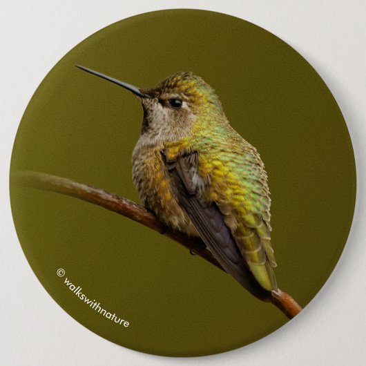 緋色トランペツネのアンナのハミングバード 缶バッジ (正面)