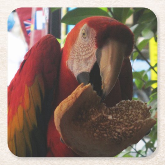 緋色マカオパロッ食べトズトースト スクエアペーパーコースター (正面)