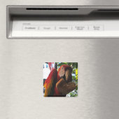 緋色マカオパロッ食べトズトースト マグネット (インサイチュ (食洗機))