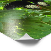 緋色モルモン蝶 フォトプリント            (角)