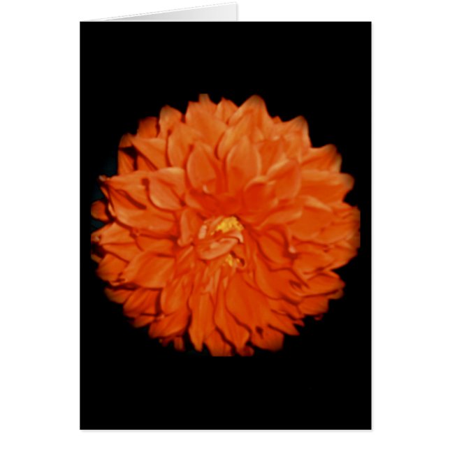 緋色植物相 (正面)