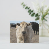 総括だ!ブラック&ホワイト牛の群れ – シャロレ ポストカード (スタンド正面)