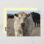 総括だ!ブラック&ホワイト牛の群れ – シャロレ ポストカード (正面/裏面)