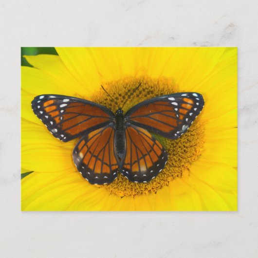 総統の蝶 | Limenitis Archippus ポストカード (正面)
