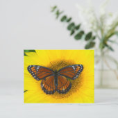 総統の蝶 | Limenitis Archippus ポストカード (スタンド正面)