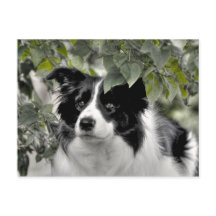 緑かわいらしの葉樹林の犬