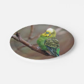 緑かわいらしのParaket写真 ペーパープレート (アングル)