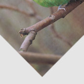 緑かわいらしのParaket写真 薄葉紙 (詳細)