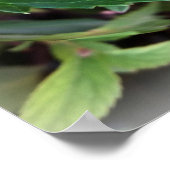 緑とピンク ポスター (角)