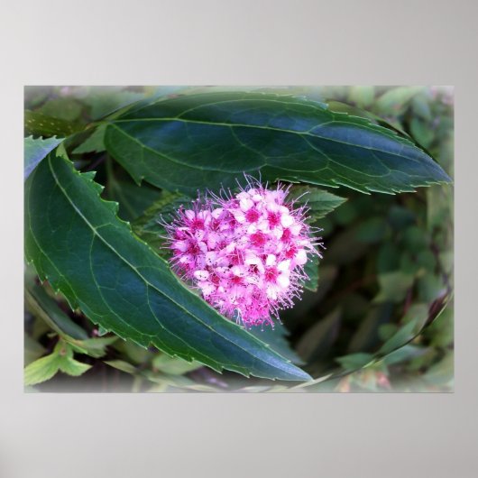 緑とピンク ポスター (正面)