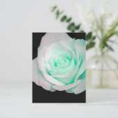 緑と白のバラ... ポストカード (スタンド正面)