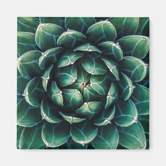 緑と白の多肉性 マグネット (正面)