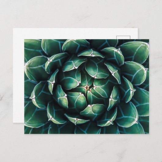 緑と白の多肉植物 ポストカード (正面/裏面)