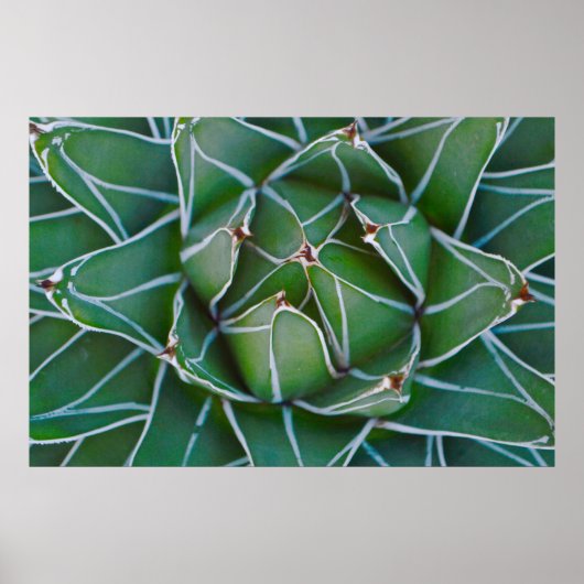 緑と白の植物のクローズアップ写真 ポスター (正面)