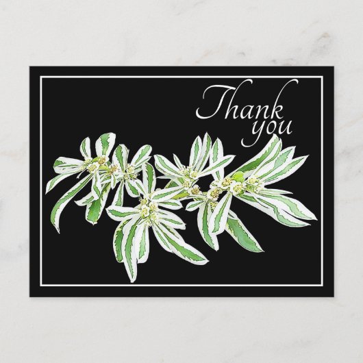 緑と白の葉 黒い背景 サンキュー ポストカード (正面)