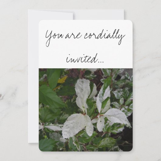 緑と白葉の結婚: 招待状 (正面)