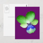 緑と青のパンジーはがき ポストカード (正面/裏面)