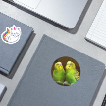 緑と黄色のインコ写真